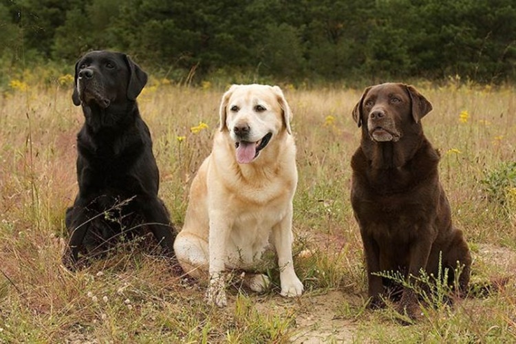 Labrador Özellikleri Nelerdir?