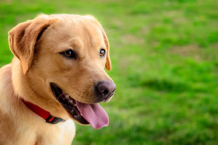 Labrador Retriever Köpek Fiyatı 2023 Ne Kadar?