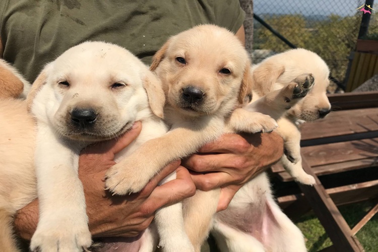 Labrador Yavru Köpek Fiyatı 2023 Ne Kadar?