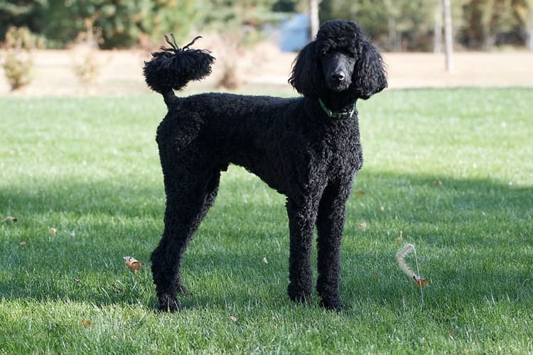 Lagotto Köpek Fiyatı 2023 Ne Kadar?