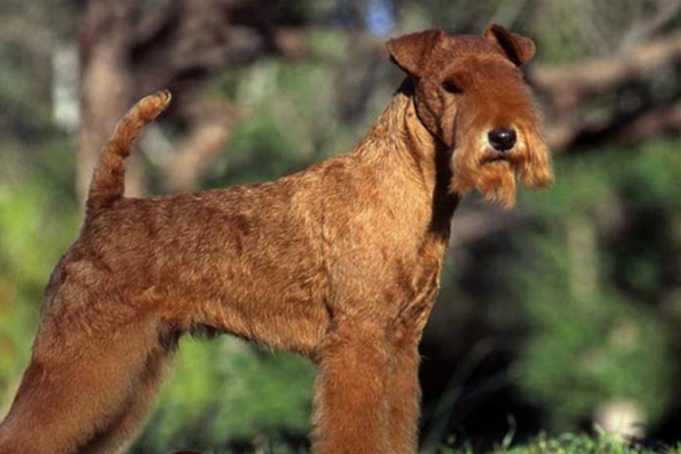 Lakeland Terrier Köpek Bakımı Nasıl Yapılır?