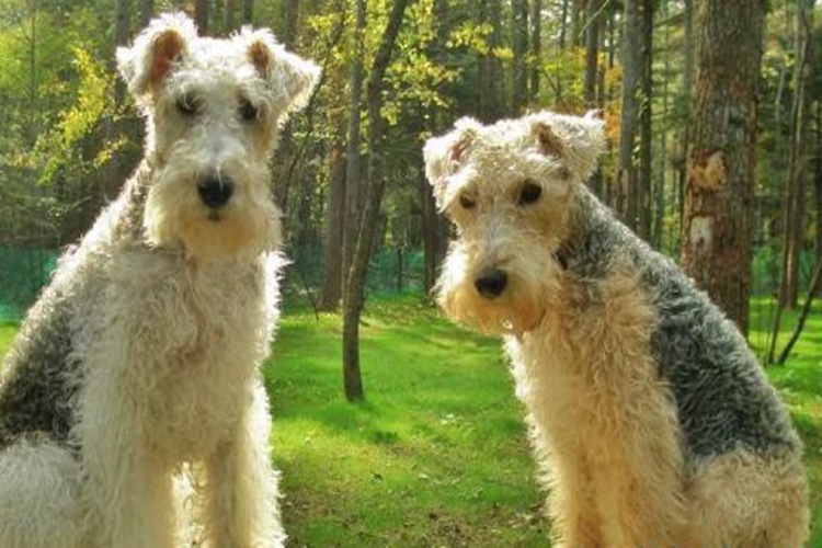 Lakeland Terrier Köpek Irkı Çok Havlar mı?