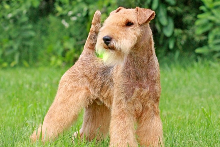 Lakeland Terrier Köpek Isırır mı?