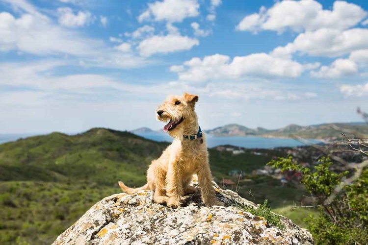 Lakeland Terrier Köpek Nasıl Beslenir?