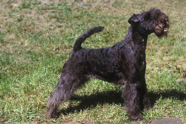 Lakeland Terrier Köpek Nasıl Eğitilir?