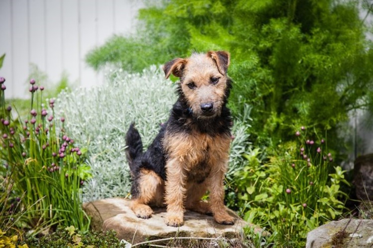Lakeland Terrier Köpeklerin Fiyatları Nedir?