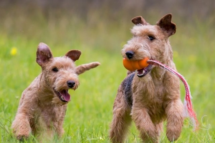 Lakeland Terrier Köpeklerin Karakteristik Özellikleri Nedir?