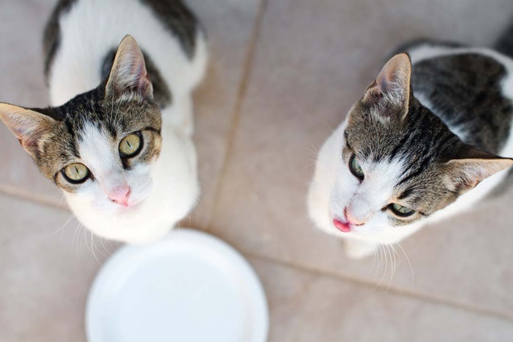 Laktozsuz Süt Kedilere Zararlı Mı?