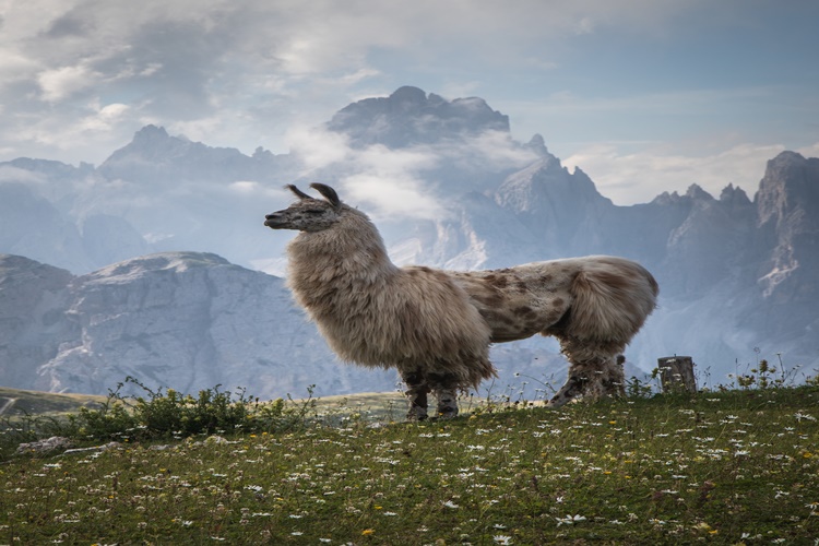 Lama Tükürüğü Zehirli Mi?