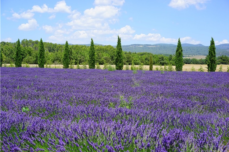 Lavanta Çiçeği Kaç Günde Çimlenir?