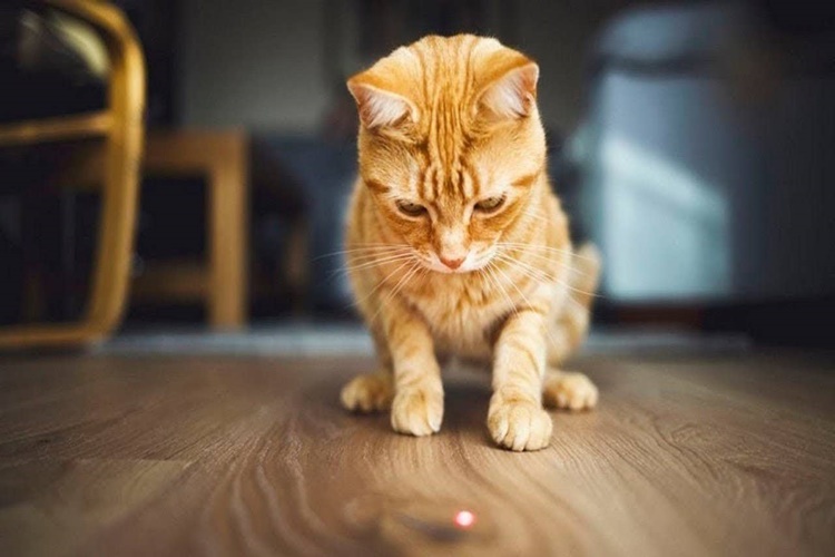 Lazer Işığı Kedilere Zararlı Mı?