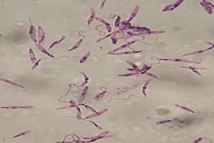 Leishmania İnsandan İnsana Bulaşır Mı?