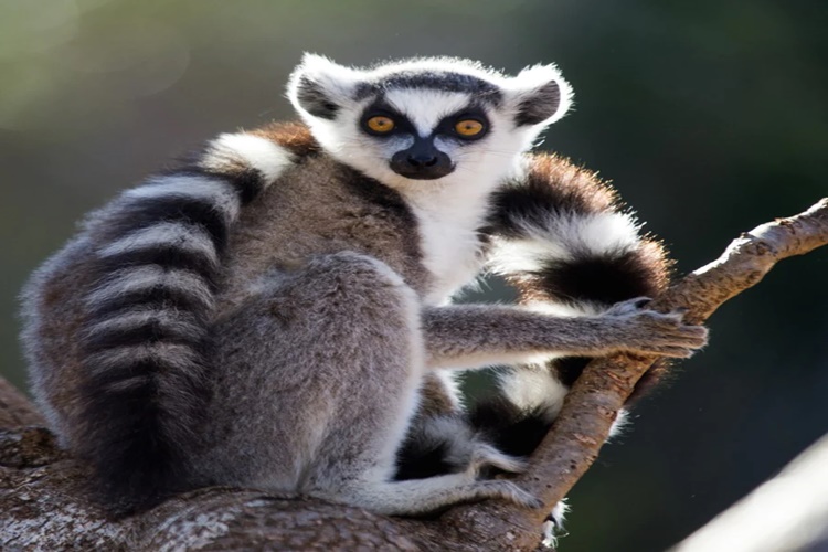 Lemur Zehirli Mi?