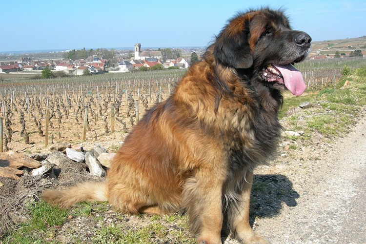 Leonberger Köpek Çiftleşir mi?
