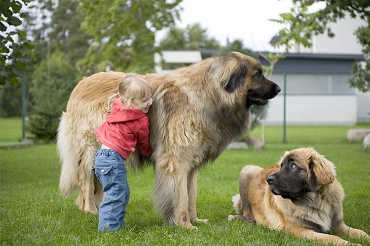 Leonberger Köpek Doğurur mu?
