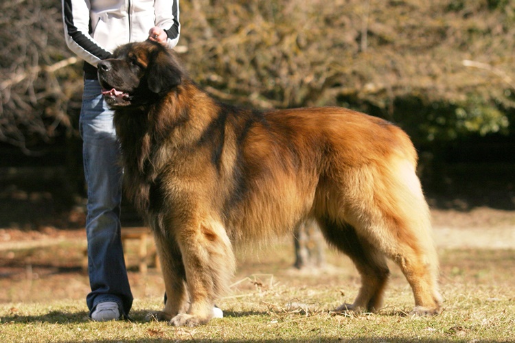 Leonberger Köpek Fiyatları Nedir?