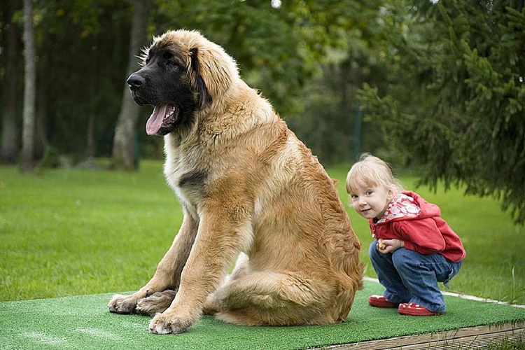 Leonberger Köpek Nasıl Beslenir?