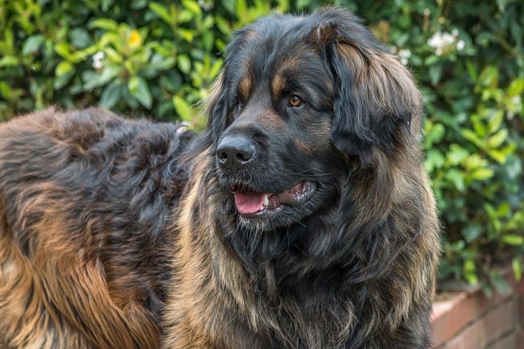 Leonberger Köpeklere Nasıl Eğitim Verilir?