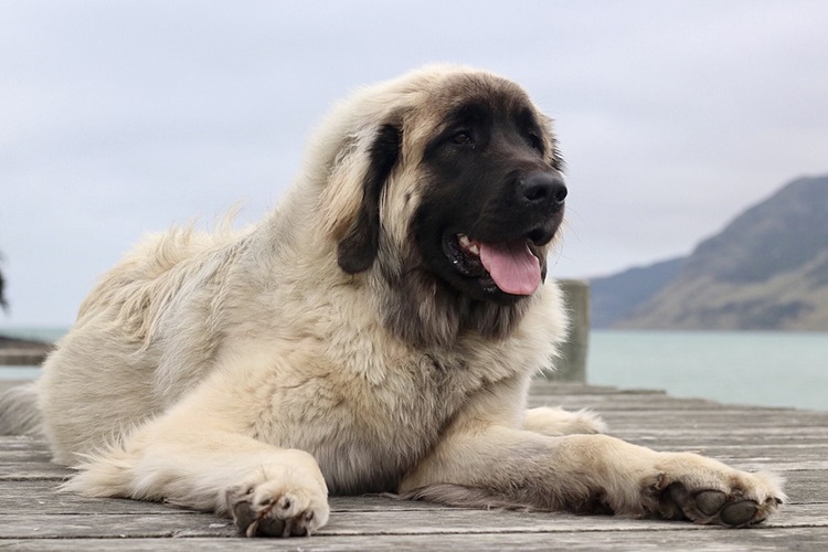 Leonberger Köpeklerin Bakımı Nasıl Yapılır?
