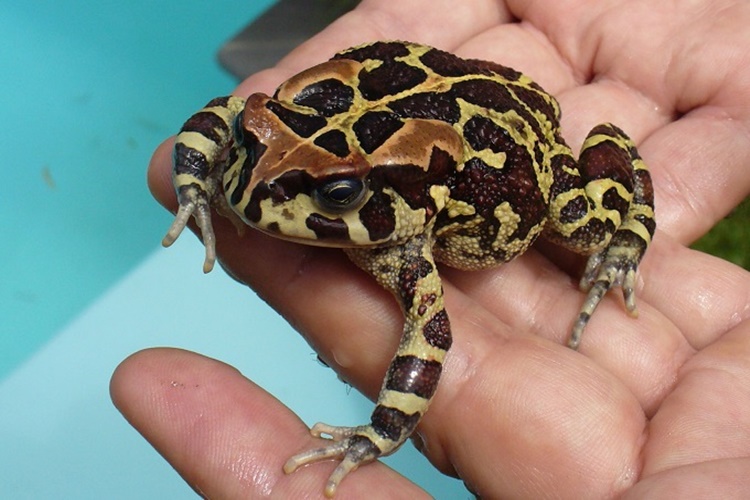 Leopar Desenli Kurbağa Zehirli Mi?