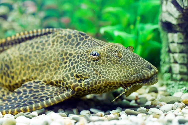  Leopar Vatoz Hangi Balıklarla Yaşar?