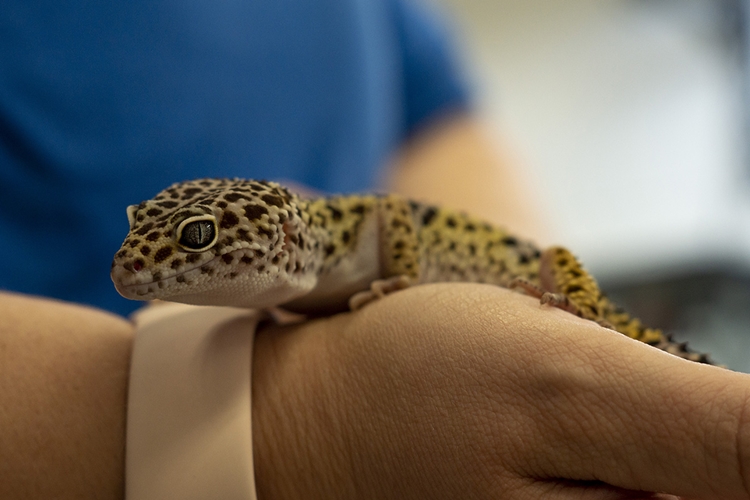 Leopard Gecko Yasal Mı?