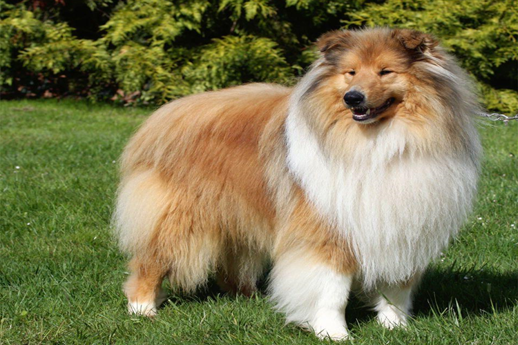 Lesi Köpek Fiyatı 2023 Ne Kadar?