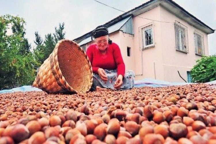 Levant Kalite Fındık Nedir?