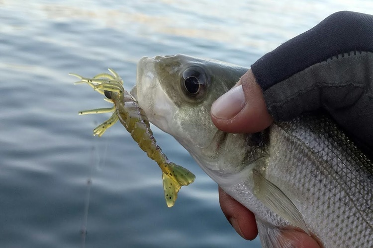 Levrek Nasıl Tutulur?