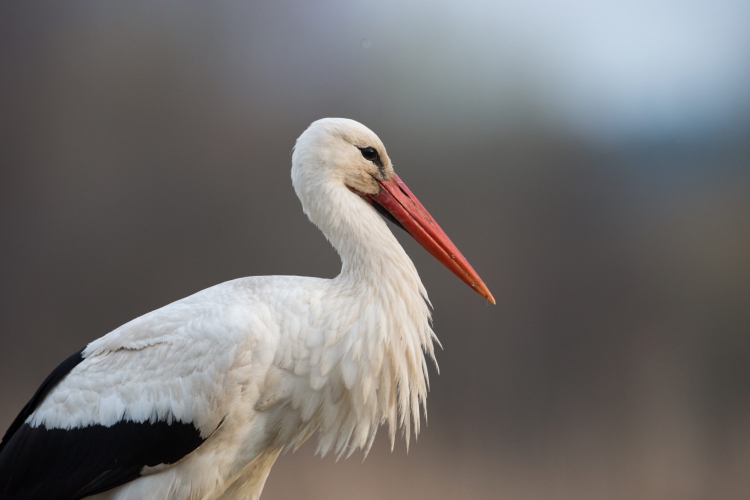 Leylek Eti Helal Mi?