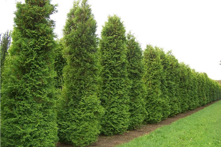 Ligustrum Ne Zaman Budanır?