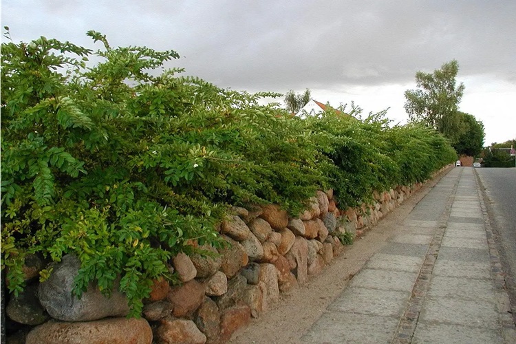 Ligustrum Tohumu Nasıl Ekilir?