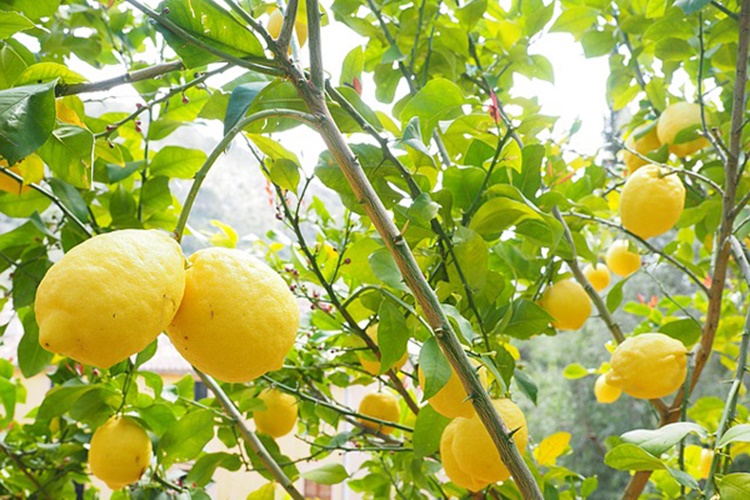 Limon Ağacı Cinsleri Nelerdir?