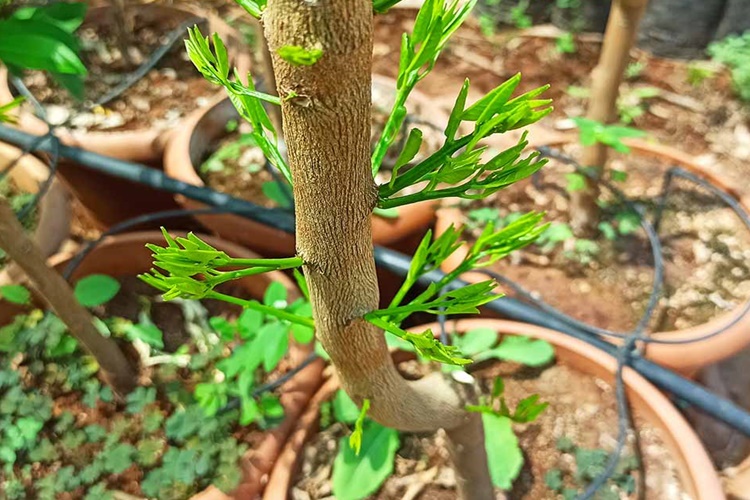 Limon Ağacı Dikenlimi Olur mu?