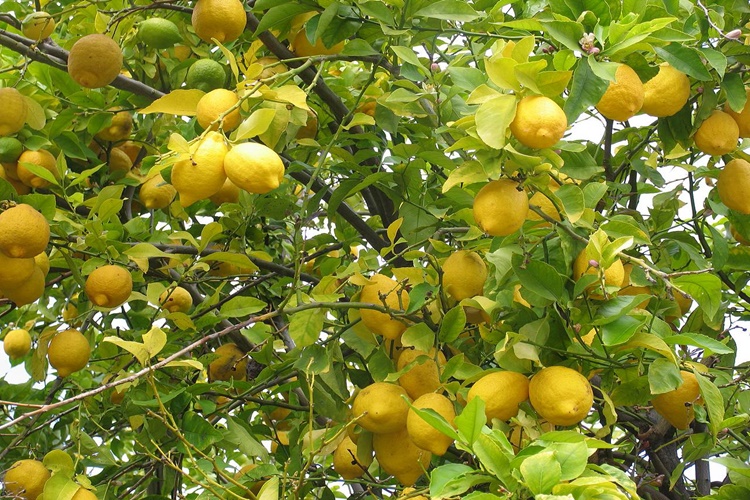Limon Ağacı Eksi Kaç Derece Soğuğa Dayanır?