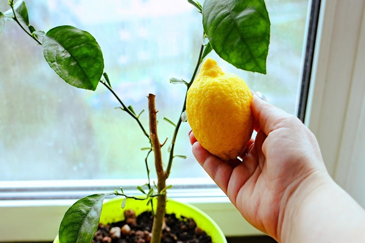 Limon Ağacı Evde Yetişir Mi?