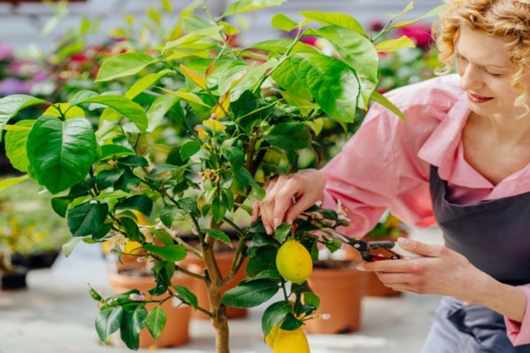 Limon Ağacı İçin Doğal Gübre Nedir?