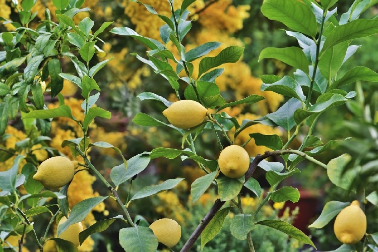 Limon Ağacı Kaç Dereceye Kadar Dayanır?