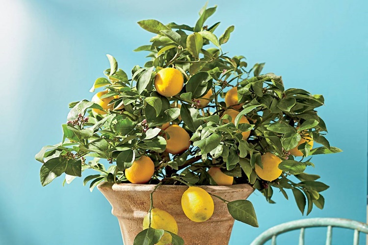 Limon Ağacı Kaç Günde Bir Sulanır?