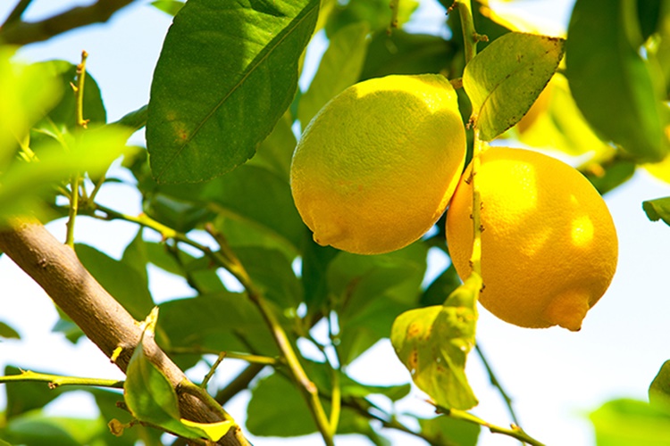 Limon Ağacı Kaç Yılda Meyve Verir?