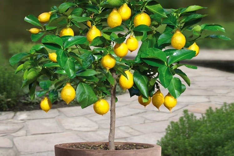 Limon Ağacı Limon Vermesi İçin Ne Yapmalıdır?