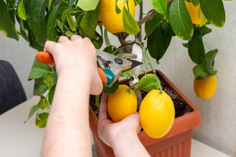 Limon Ağacı Nasıl Budanır?