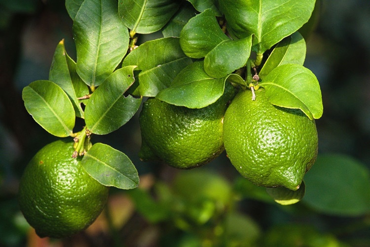 Limon Ağacı Nasıl Canlanır?