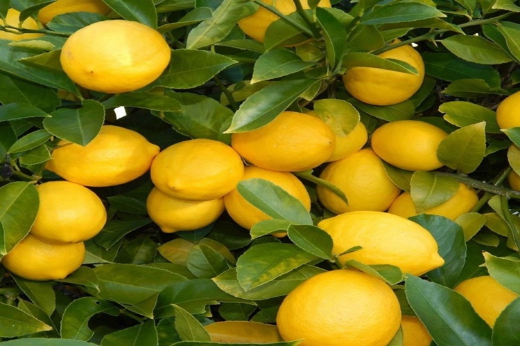 Limon Ağacı Ne Zaman Çiçek Açar?