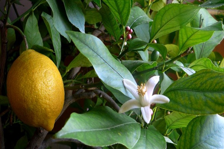 Limon Ağacı Ne Zaman Dikilir?