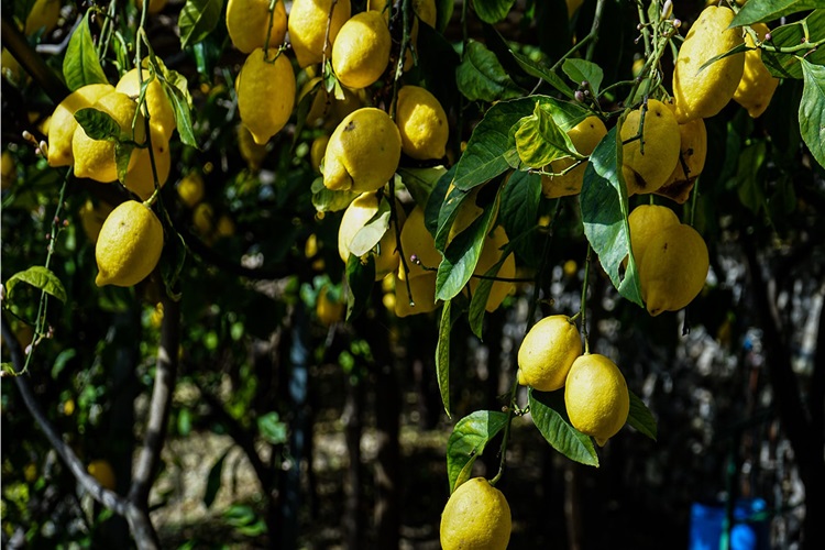 Limon Ağacına Ne Kadar Su Verilir?