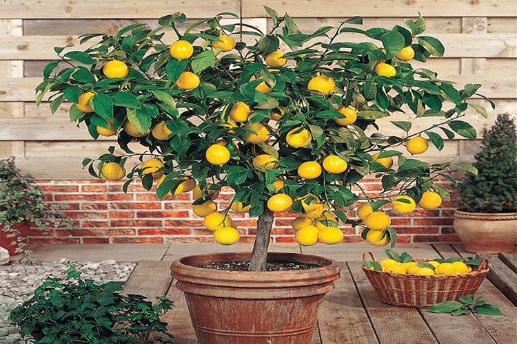 Limon Ağacını Neden Kurur?