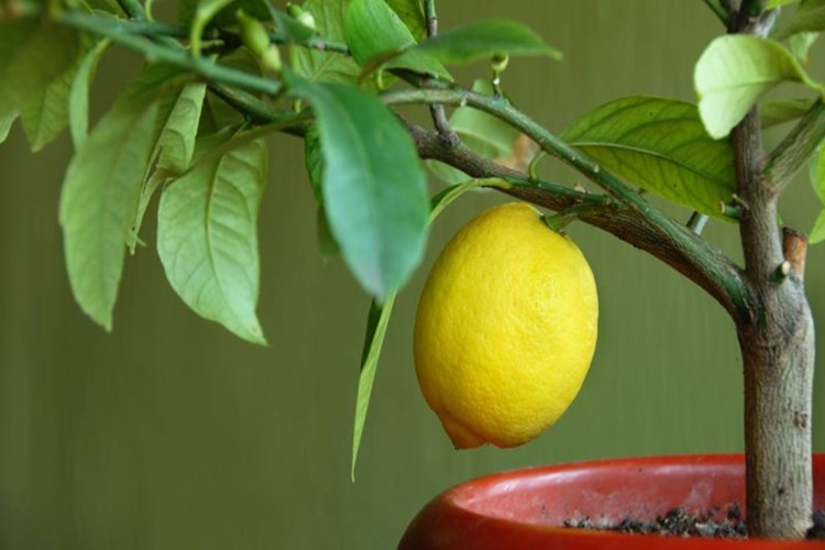 Limon Ağaçtan Ne Zaman Toplanır?