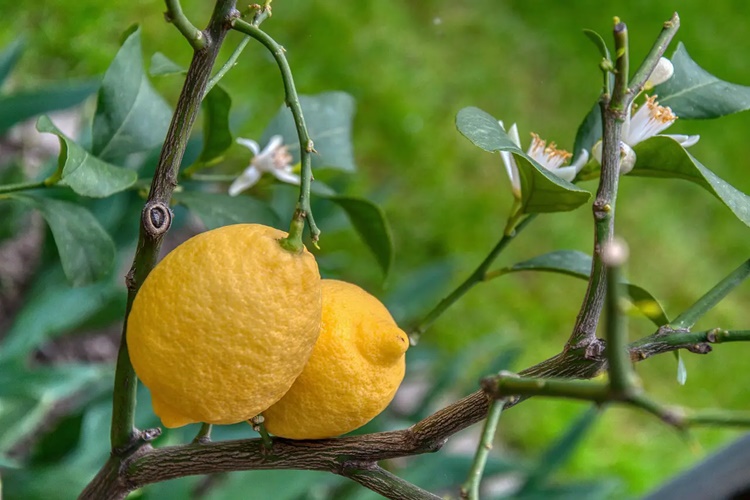Limon Aşısı Hangi Ayda Yapılır?