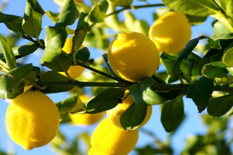 Limon Bebeklerde Ateş Düşürür Mü?